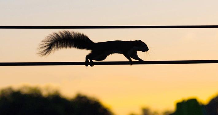 squirrel on electric wire against sunset sky